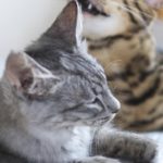 ペットとの暮らしを考える